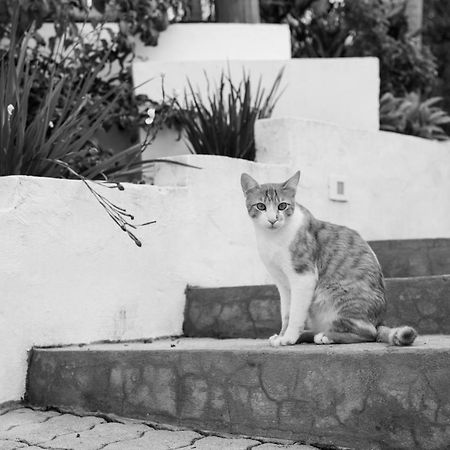 Vilarejo Guesthouse - Silencio E Aconchego Alto Paraíso de Goiás エクステリア 写真